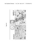 MITOCHONDRIAL-DERIVED PEPTIDE MOTS3 REGULATES METABOLISM AND CELL SURVIVAL diagram and image