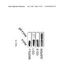 MITOCHONDRIAL-DERIVED PEPTIDE MOTS3 REGULATES METABOLISM AND CELL SURVIVAL diagram and image