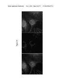 MITOCHONDRIAL-DERIVED PEPTIDE MOTS3 REGULATES METABOLISM AND CELL SURVIVAL diagram and image