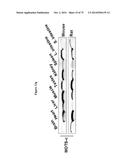 MITOCHONDRIAL-DERIVED PEPTIDE MOTS3 REGULATES METABOLISM AND CELL SURVIVAL diagram and image