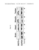 MITOCHONDRIAL-DERIVED PEPTIDE MOTS3 REGULATES METABOLISM AND CELL SURVIVAL diagram and image