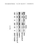 MITOCHONDRIAL-DERIVED PEPTIDE MOTS3 REGULATES METABOLISM AND CELL SURVIVAL diagram and image