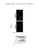 MITOCHONDRIAL-DERIVED PEPTIDE MOTS3 REGULATES METABOLISM AND CELL SURVIVAL diagram and image