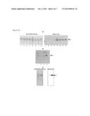 GLYCOSYLATION SITE-SPECIFIC ANTIBODIES AND ANTI-CANCER COMPOUNDS diagram and image