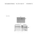 GLYCOSYLATION SITE-SPECIFIC ANTIBODIES AND ANTI-CANCER COMPOUNDS diagram and image