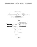 Method for screening compounds comprising the use of picornavirus protease     2A diagram and image