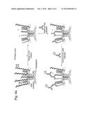 CYCLIC OLIGOSACCHARIDES FOR USE IN THE TREATMENT AND PREVENTION OF     BACTERIAL INFECTION diagram and image