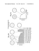 CYCLIC OLIGOSACCHARIDES FOR USE IN THE TREATMENT AND PREVENTION OF     BACTERIAL INFECTION diagram and image