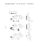 THERAPEUTIC METHODS AND COMPOSITIONS INVOLVING ALLOSTERIC KINASE     INHIBITION diagram and image