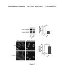 TRICYCLO-PHOSPHOROTHIOATE DNA diagram and image