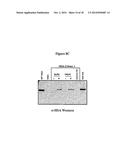 Modified Human Plasma Polypeptide or Fc Scaffolds and Their Uses diagram and image