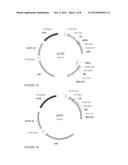 PROTEIN EXPRESSION IN PLANTS diagram and image