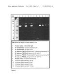 PROTEIN EXPRESSION IN PLANTS diagram and image