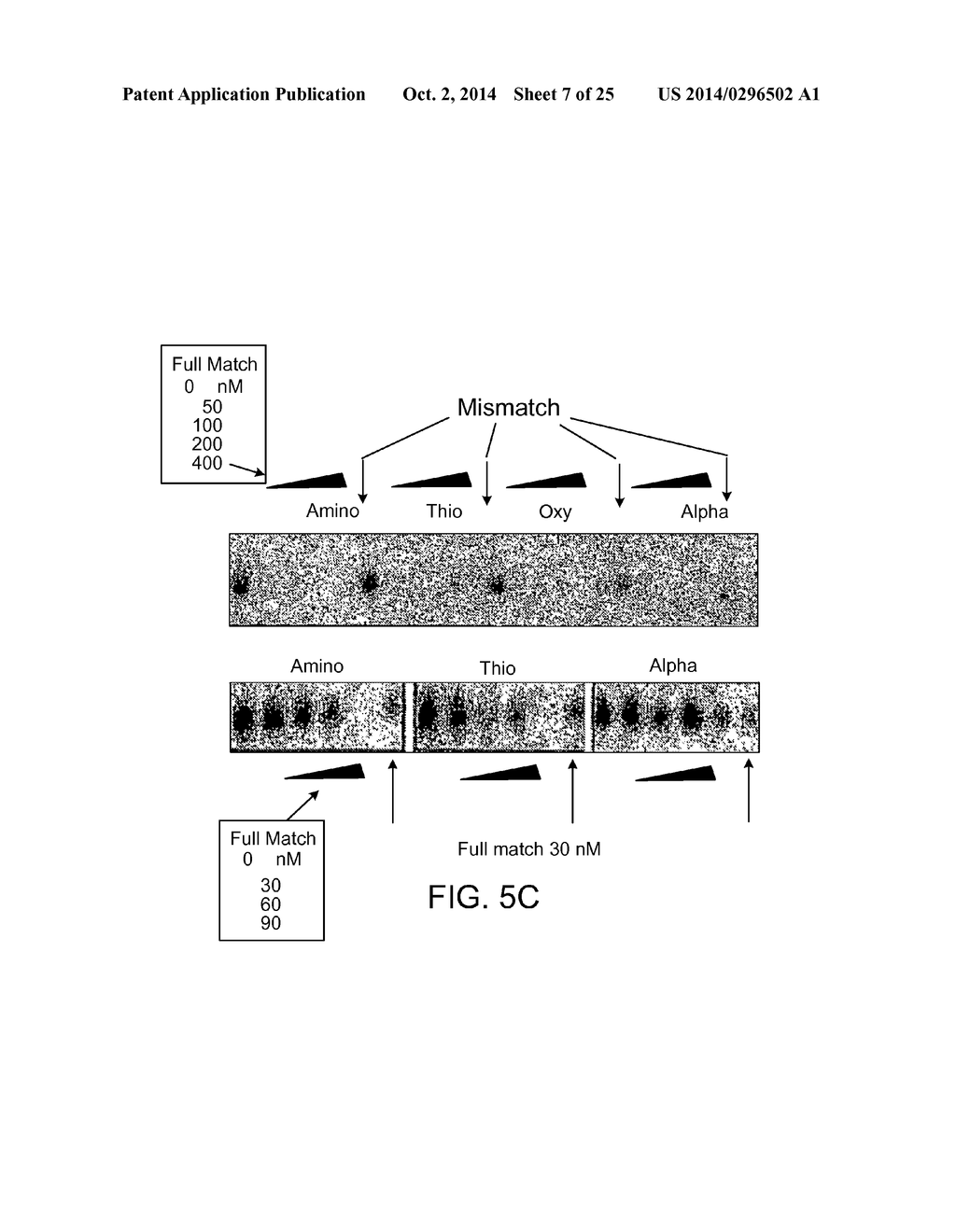 ANTISENSE DESIGN - diagram, schematic, and image 08