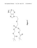 HEPATITIS B VIRAL VARIANTS WITH REDUCED SUSCEPTIBILITY TO NUCLEOSIDE     ANALOGS AND USES THEREOF diagram and image