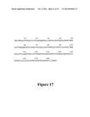 HEPATITIS B VIRAL VARIANTS WITH REDUCED SUSCEPTIBILITY TO NUCLEOSIDE     ANALOGS AND USES THEREOF diagram and image