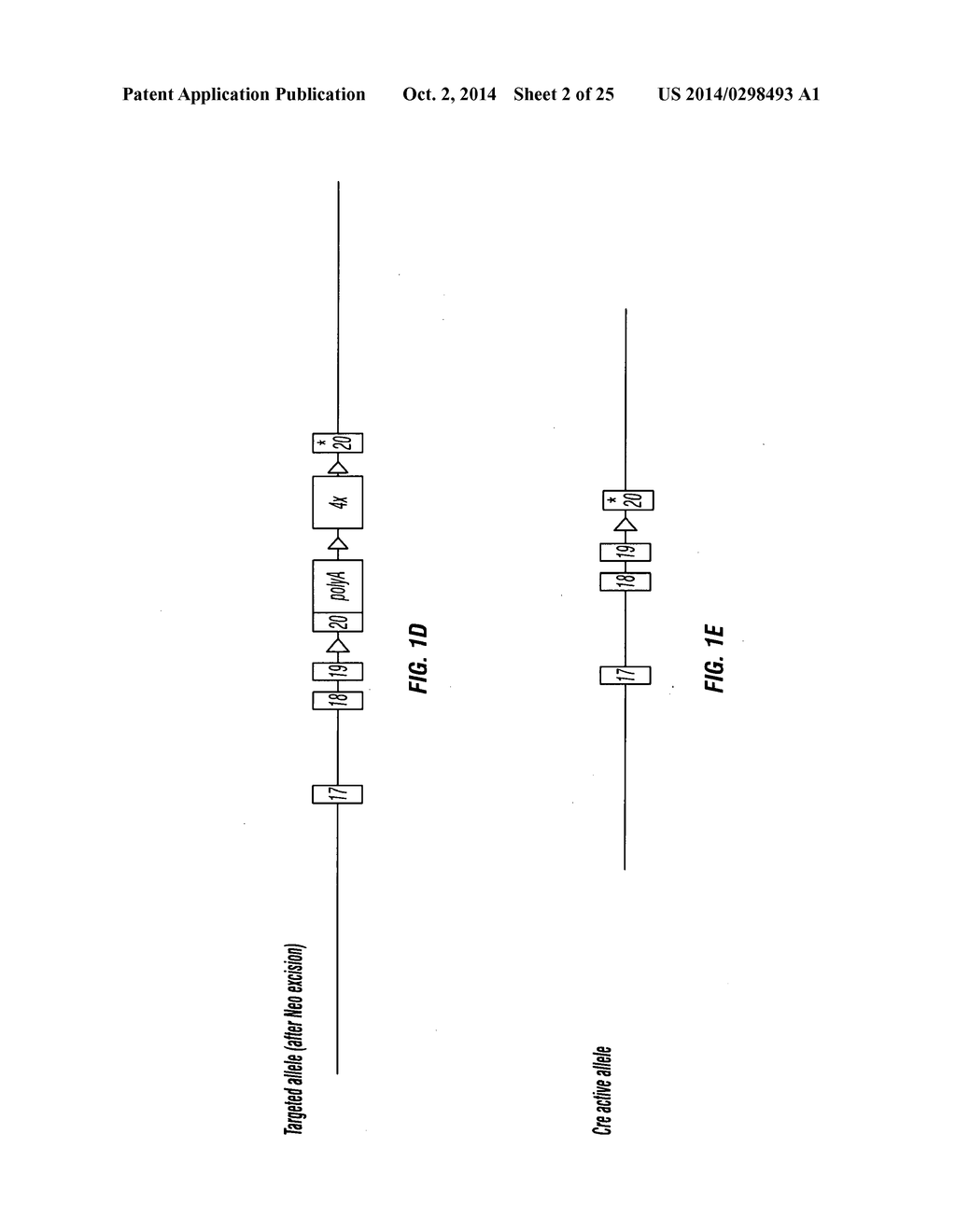 PIK3CA H1047R Knock-In Non-Human Animal Breast Cancer Model - diagram, schematic, and image 03