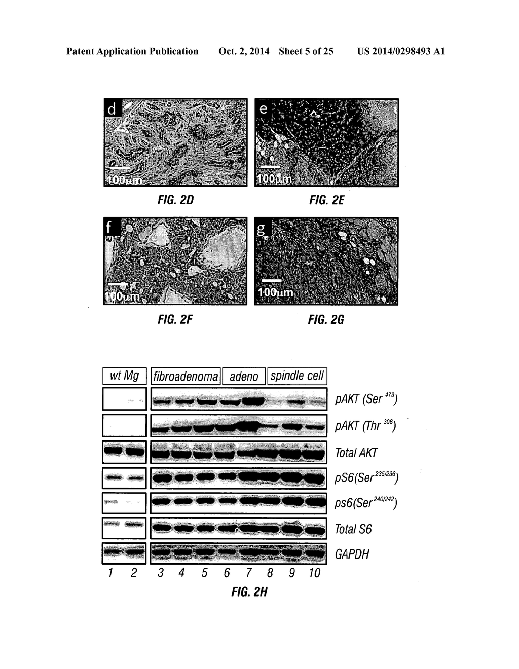 PIK3CA H1047R Knock-In Non-Human Animal Breast Cancer Model - diagram, schematic, and image 06