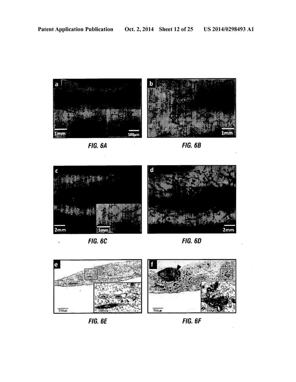 PIK3CA H1047R Knock-In Non-Human Animal Breast Cancer Model - diagram, schematic, and image 13