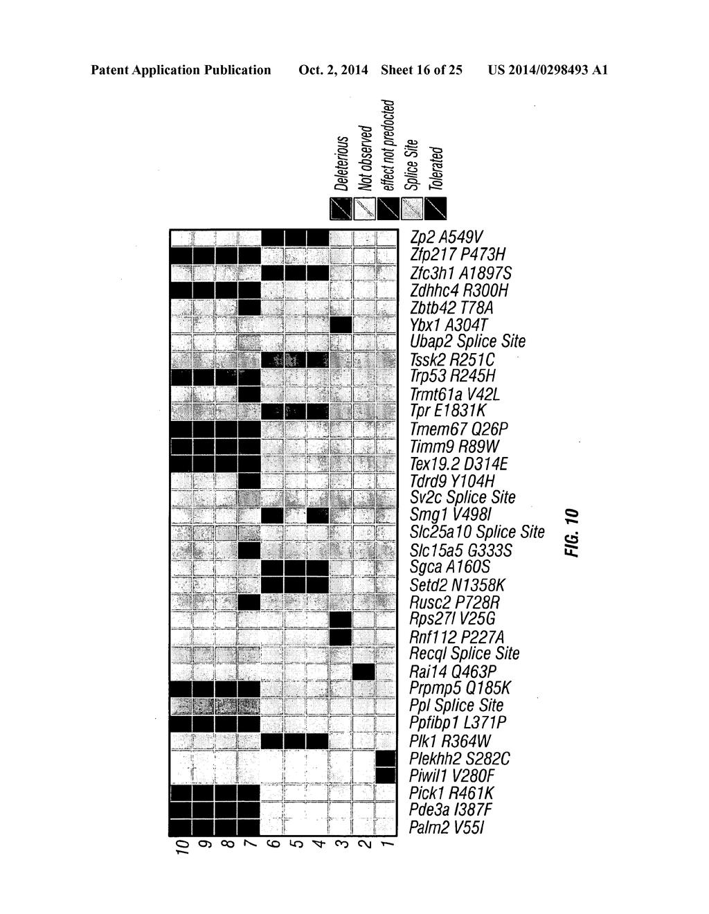 PIK3CA H1047R Knock-In Non-Human Animal Breast Cancer Model - diagram, schematic, and image 17