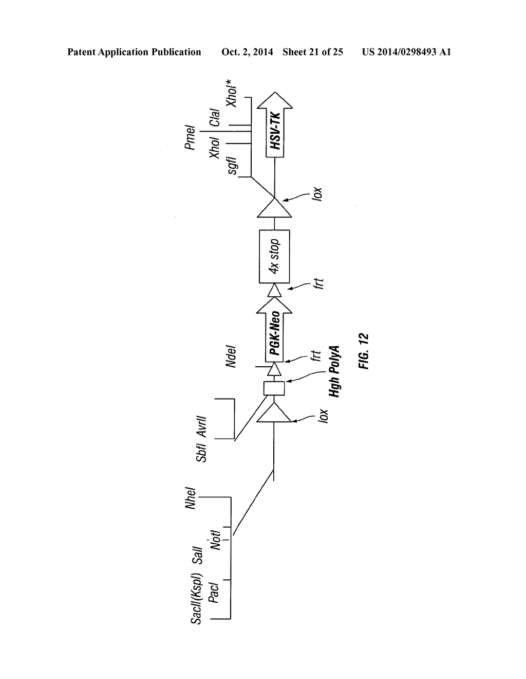 PIK3CA H1047R Knock-In Non-Human Animal Breast Cancer Model - diagram, schematic, and image 22