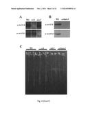 COPPER RESISTANT PLANT AND USE FOR PHYTOREMEDIATION diagram and image