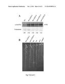 COPPER RESISTANT PLANT AND USE FOR PHYTOREMEDIATION diagram and image