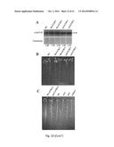 COPPER RESISTANT PLANT AND USE FOR PHYTOREMEDIATION diagram and image