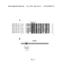 COPPER RESISTANT PLANT AND USE FOR PHYTOREMEDIATION diagram and image