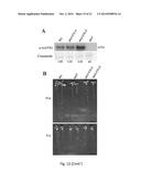 COPPER RESISTANT PLANT AND USE FOR PHYTOREMEDIATION diagram and image