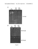 COPPER RESISTANT PLANT AND USE FOR PHYTOREMEDIATION diagram and image