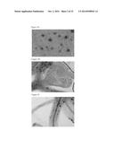 PLANT CO2 SENSORS, NUCLEIC ACIDS ENCODING THEM, AND METHODS FOR MAKING AND     USING THEM diagram and image