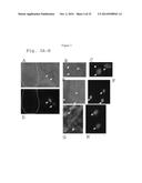 PLANT CO2 SENSORS, NUCLEIC ACIDS ENCODING THEM, AND METHODS FOR MAKING AND     USING THEM diagram and image