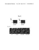 PLANT CO2 SENSORS, NUCLEIC ACIDS ENCODING THEM, AND METHODS FOR MAKING AND     USING THEM diagram and image