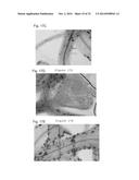 PLANT CO2 SENSORS, NUCLEIC ACIDS ENCODING THEM, AND METHODS FOR MAKING AND     USING THEM diagram and image