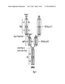 MULTISPECIFIC AND MULTIVALENT BINDING PROTEINS AND USES THEREOF diagram and image