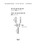 MULTISPECIFIC AND MULTIVALENT BINDING PROTEINS AND USES THEREOF diagram and image