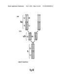 MULTISPECIFIC AND MULTIVALENT BINDING PROTEINS AND USES THEREOF diagram and image