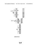 MULTISPECIFIC AND MULTIVALENT BINDING PROTEINS AND USES THEREOF diagram and image