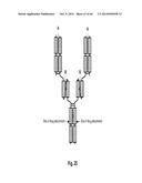 MULTISPECIFIC AND MULTIVALENT BINDING PROTEINS AND USES THEREOF diagram and image