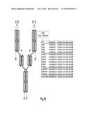 MULTISPECIFIC AND MULTIVALENT BINDING PROTEINS AND USES THEREOF diagram and image