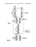 MULTISPECIFIC AND MULTIVALENT BINDING PROTEINS AND USES THEREOF diagram and image