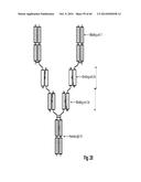 MULTISPECIFIC AND MULTIVALENT BINDING PROTEINS AND USES THEREOF diagram and image