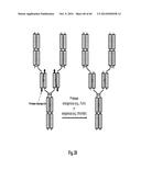 MULTISPECIFIC AND MULTIVALENT BINDING PROTEINS AND USES THEREOF diagram and image