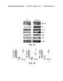 BIOMARKERS FOR TSLP TREATMENT diagram and image