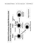 HERPES SIMPLEX VIRUS diagram and image