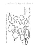 HERPES SIMPLEX VIRUS diagram and image