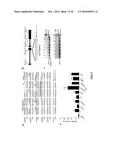 NOVEL PD1 ISOFORMS, AND USES THEREOF FOR POTENTIATING IMMUNE RESPONSES diagram and image