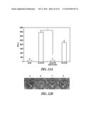 SILICA-MATRIX FORMING COMPOSITIONS, MATERIALS FORMED THEREFROM, AND     METHODS OF USING THE SAME diagram and image