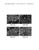 SILICA-MATRIX FORMING COMPOSITIONS, MATERIALS FORMED THEREFROM, AND     METHODS OF USING THE SAME diagram and image